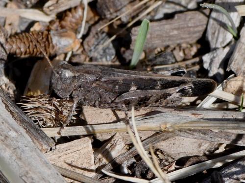 Réf. 240 845 : Aiolopus strepens